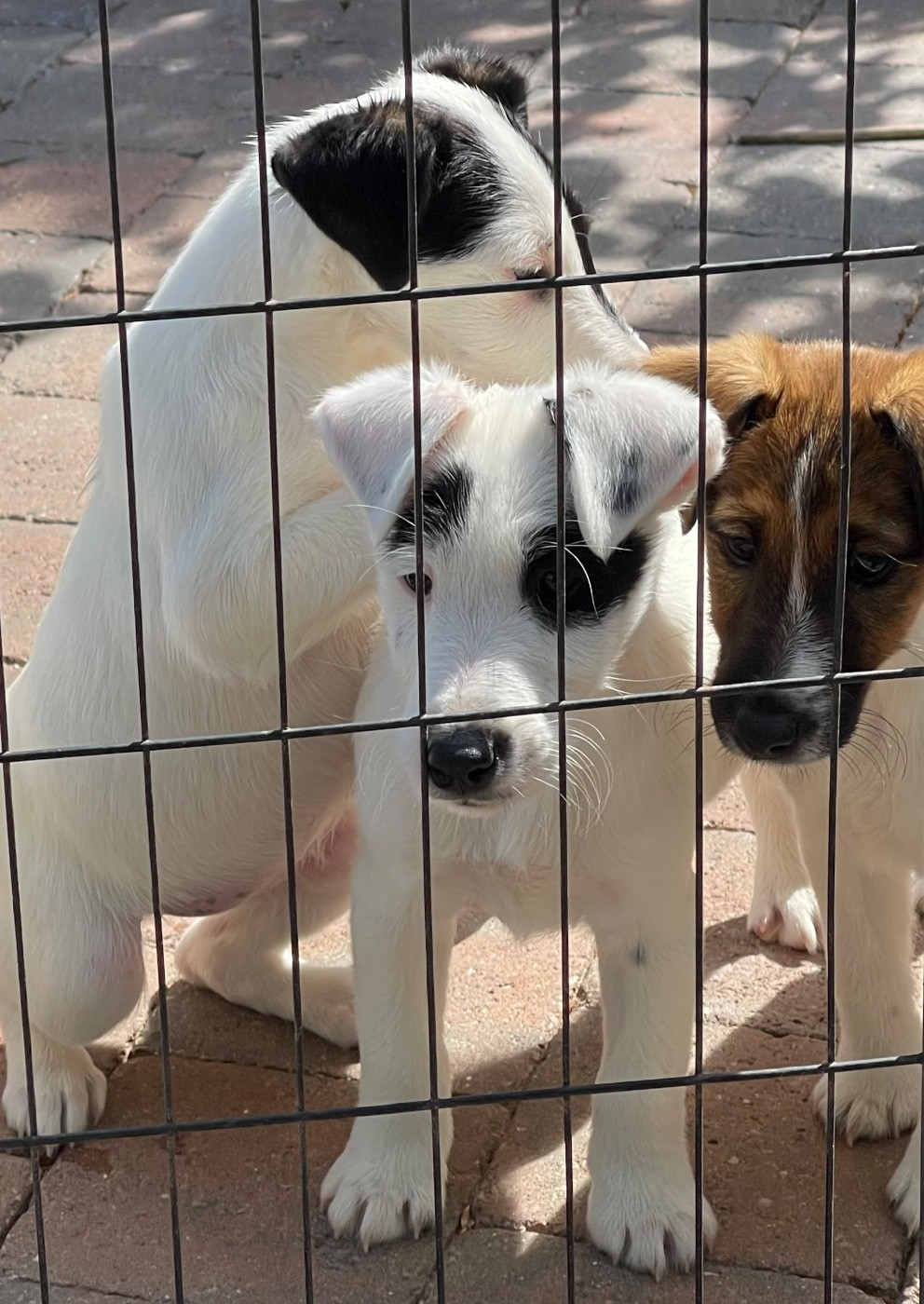 Chiot Fox Terrier Poil lisse du Manoir Saint Adrien