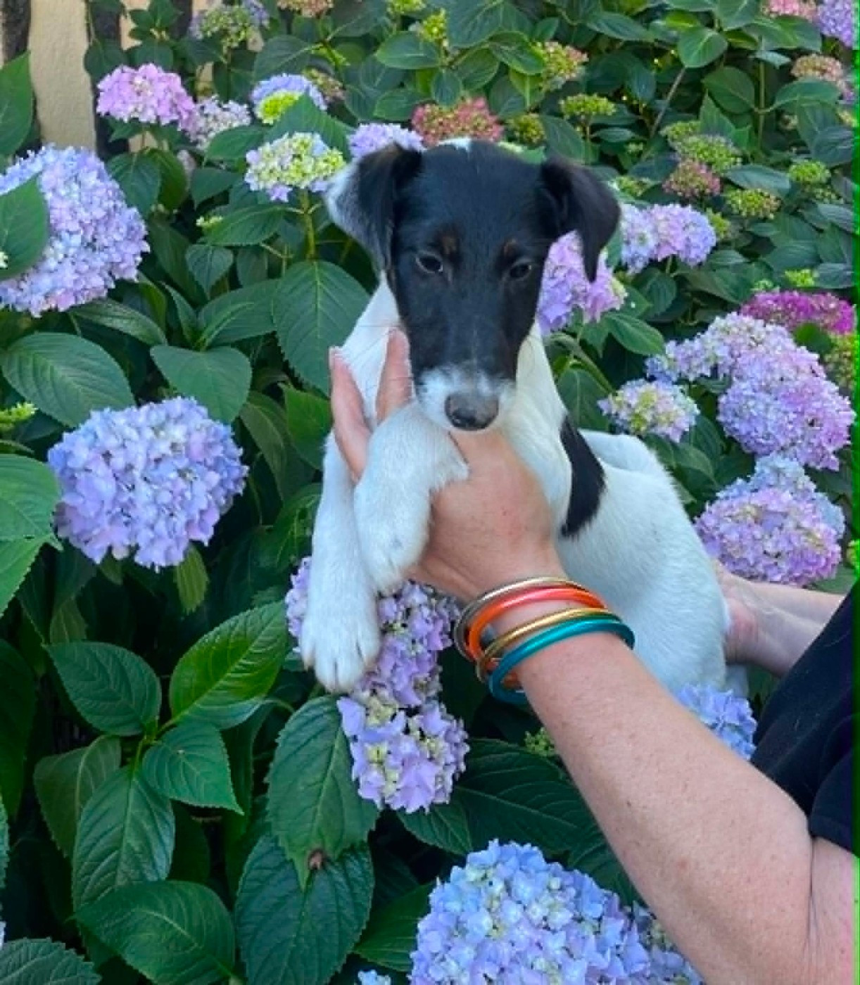 du Manoir Saint Adrien - Chiots disponibles - Fox Terrier Poil lisse