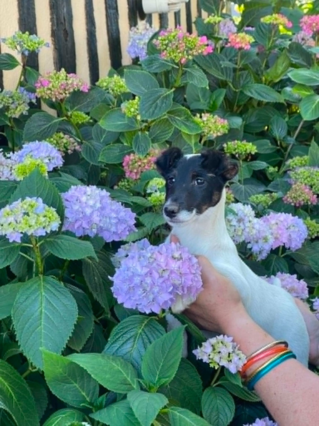 du Manoir Saint Adrien - Chiots disponibles - Fox Terrier Poil lisse