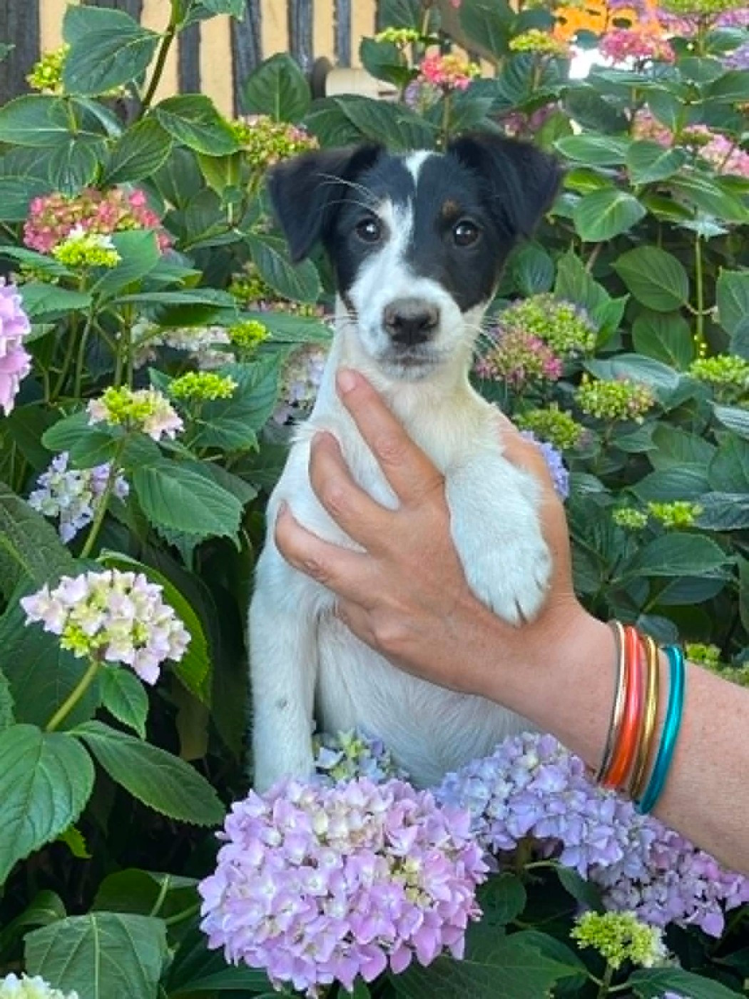 du Manoir Saint Adrien - Chiots disponibles - Fox Terrier Poil lisse