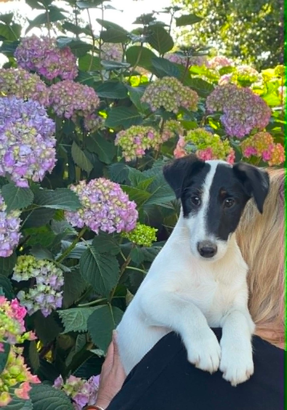 du Manoir Saint Adrien - Chiots disponibles - Fox Terrier Poil lisse