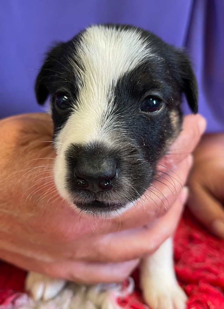 du Manoir Saint Adrien - Chiots disponibles - Fox Terrier Poil lisse