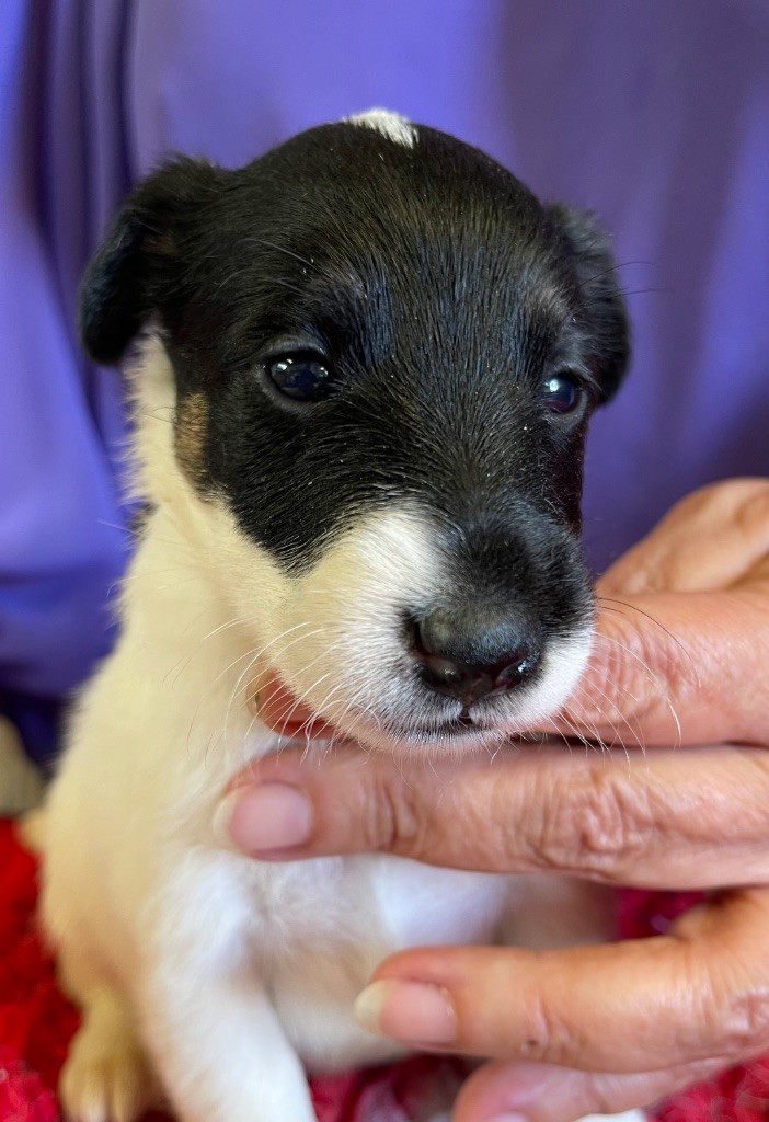 du Manoir Saint Adrien - Chiots disponibles - Fox Terrier Poil lisse