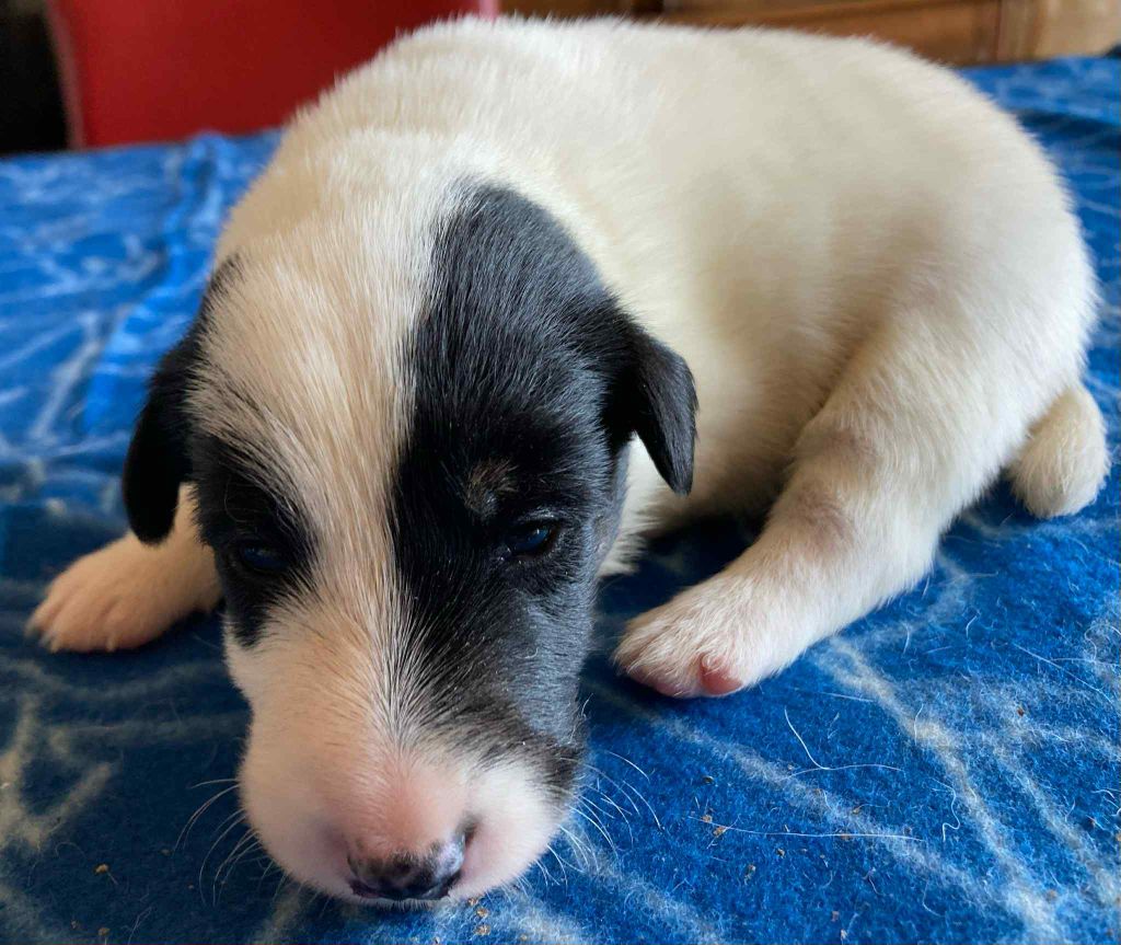 du Manoir Saint Adrien - Chiots disponibles - Fox Terrier Poil lisse