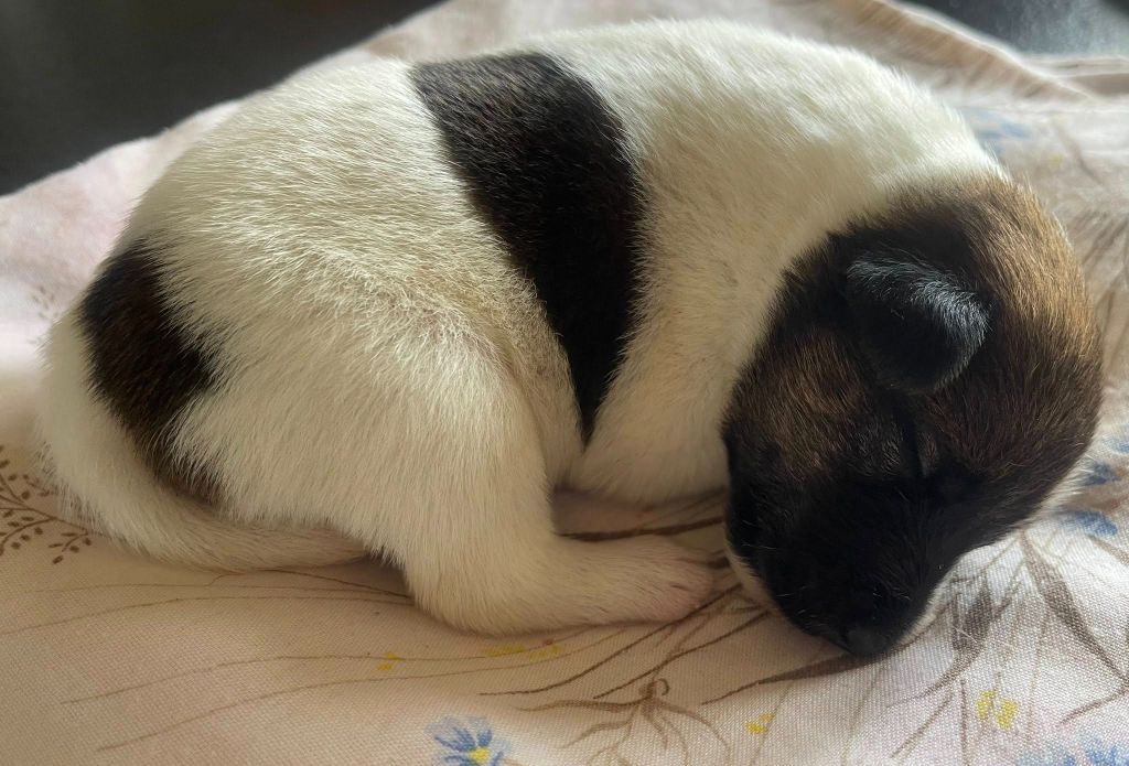 du Manoir Saint Adrien - Chiots disponibles - Fox Terrier Poil lisse