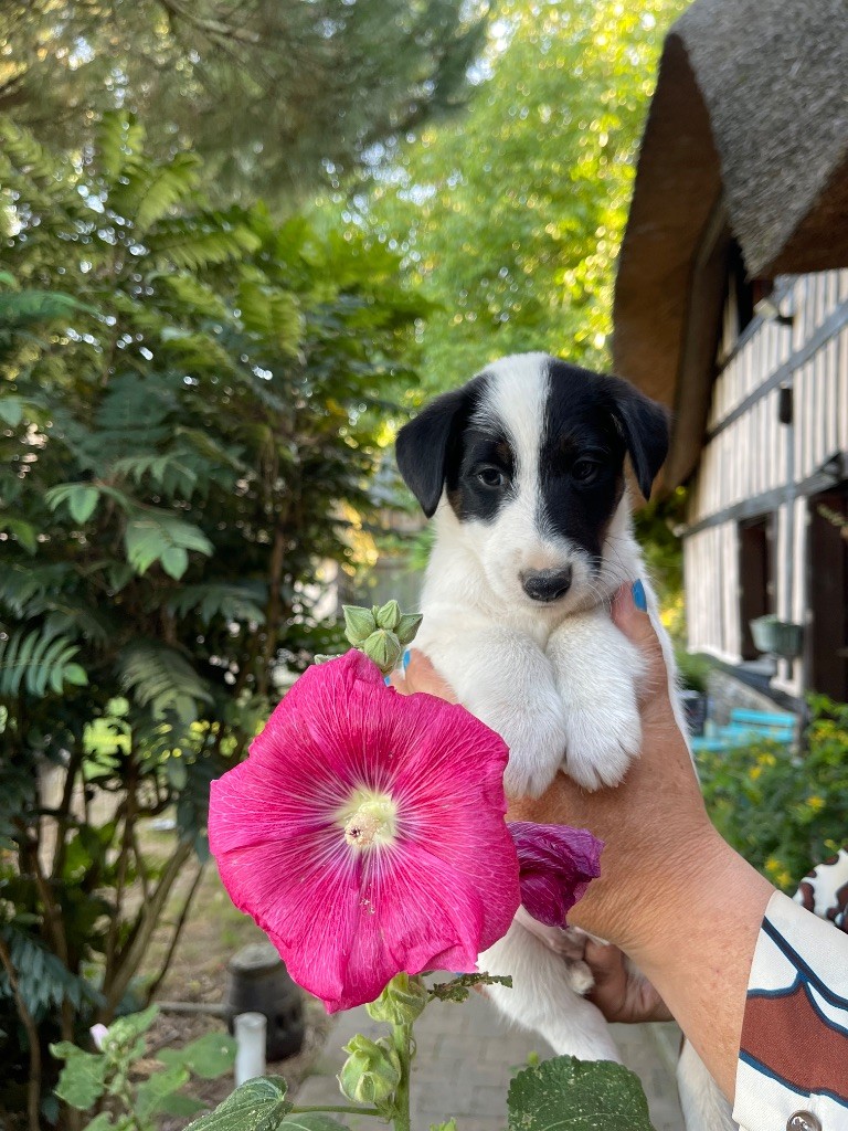 du Manoir Saint Adrien - Chiots disponibles - Fox Terrier Poil lisse