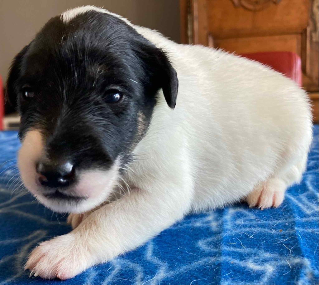 du Manoir Saint Adrien - Chiots disponibles - Fox Terrier Poil lisse