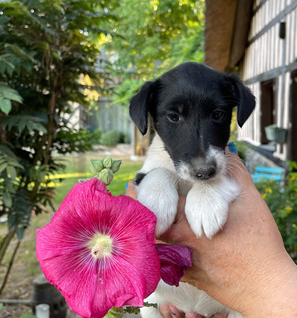 du Manoir Saint Adrien - Chiots disponibles - Fox Terrier Poil lisse