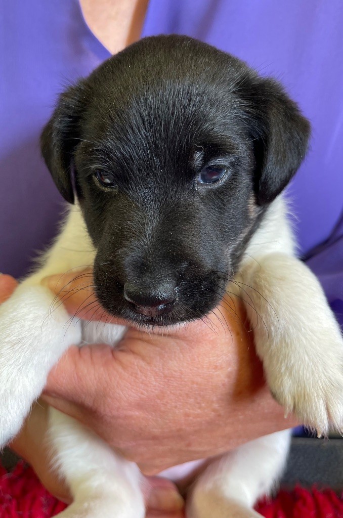 du Manoir Saint Adrien - Chiots disponibles - Fox Terrier Poil lisse