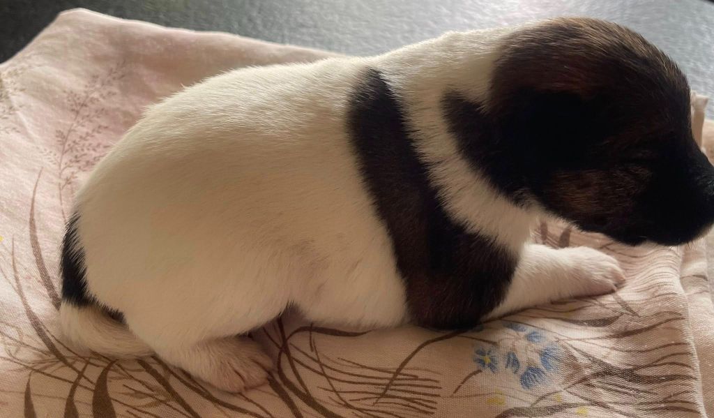 du Manoir Saint Adrien - Chiots disponibles - Fox Terrier Poil lisse
