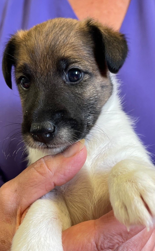 du Manoir Saint Adrien - Chiots disponibles - Fox Terrier Poil lisse