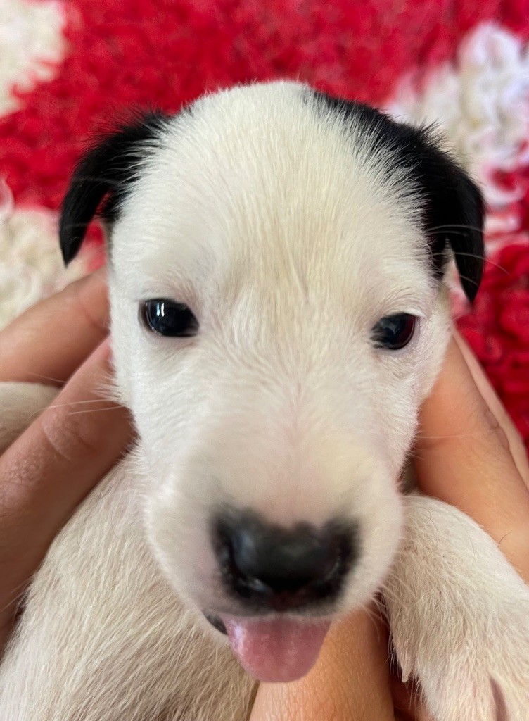 du Manoir Saint Adrien - Chiots disponibles - Fox Terrier Poil lisse