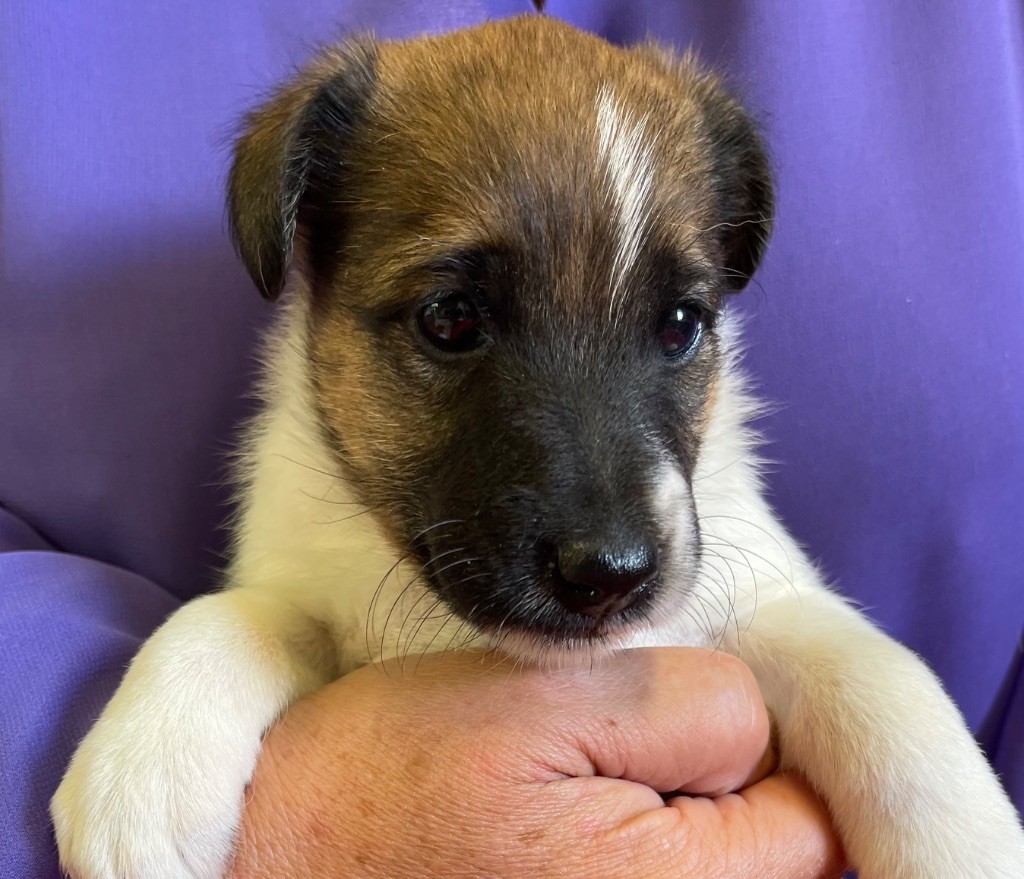 du Manoir Saint Adrien - Chiots disponibles - Fox Terrier Poil lisse