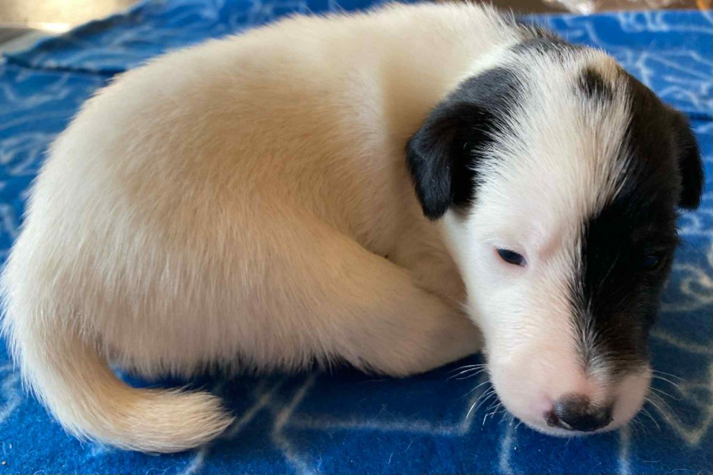 du Manoir Saint Adrien - Chiots disponibles - Fox Terrier Poil lisse