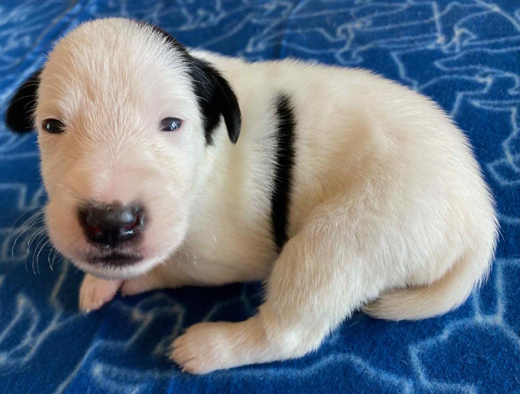 du Manoir Saint Adrien - Chiots disponibles - Fox Terrier Poil lisse