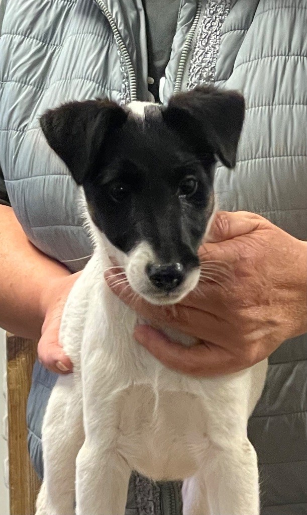 du Manoir Saint Adrien - Chiots disponibles - Fox Terrier Poil lisse