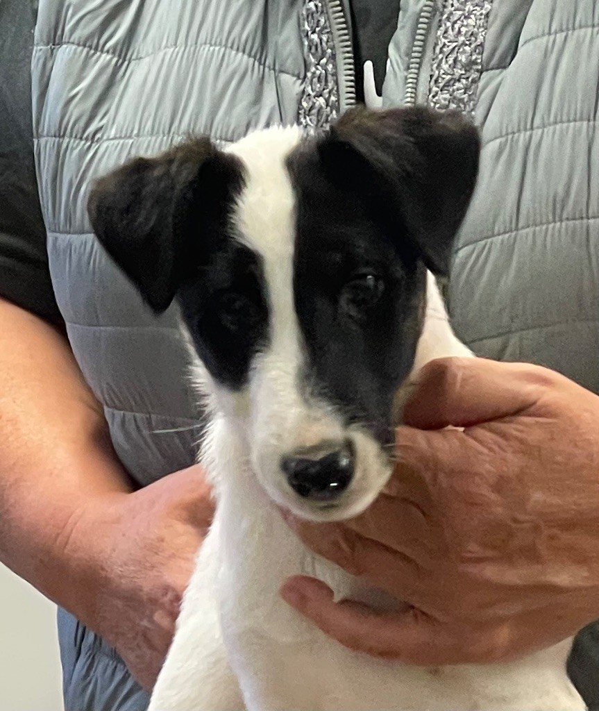 du Manoir Saint Adrien - Chiots disponibles - Fox Terrier Poil lisse