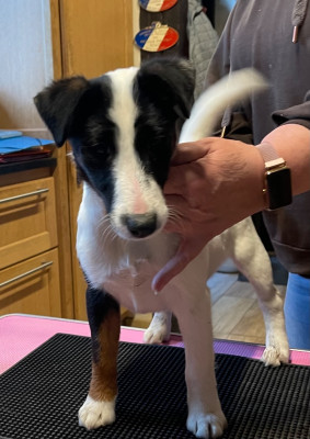 ASTON DU MANOIR SAINT ADRIEN