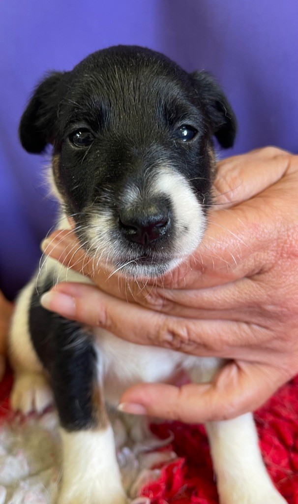 du Manoir Saint Adrien - Chiots disponibles - Fox Terrier Poil lisse