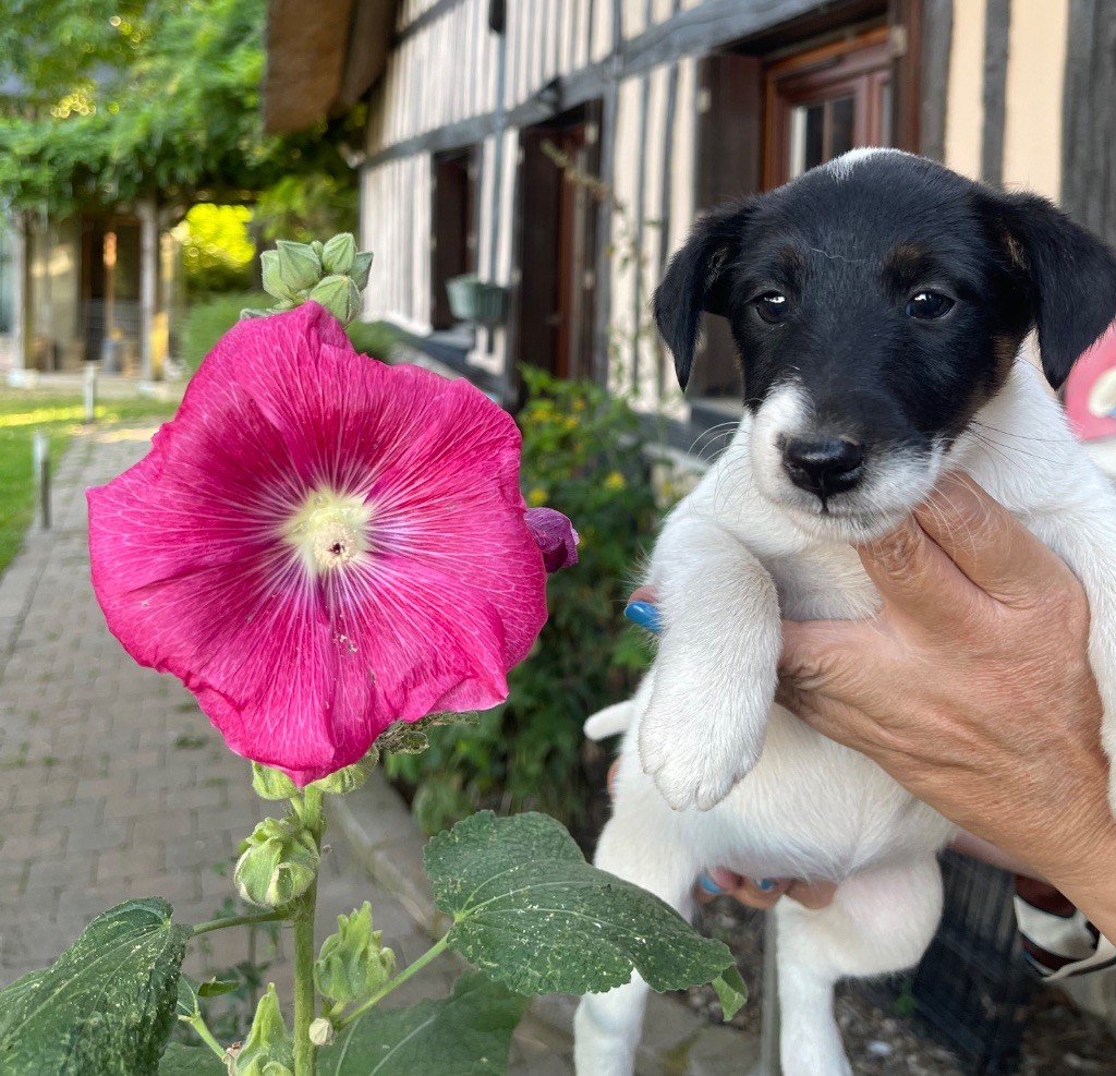 du Manoir Saint Adrien - Chiots disponibles - Fox Terrier Poil lisse