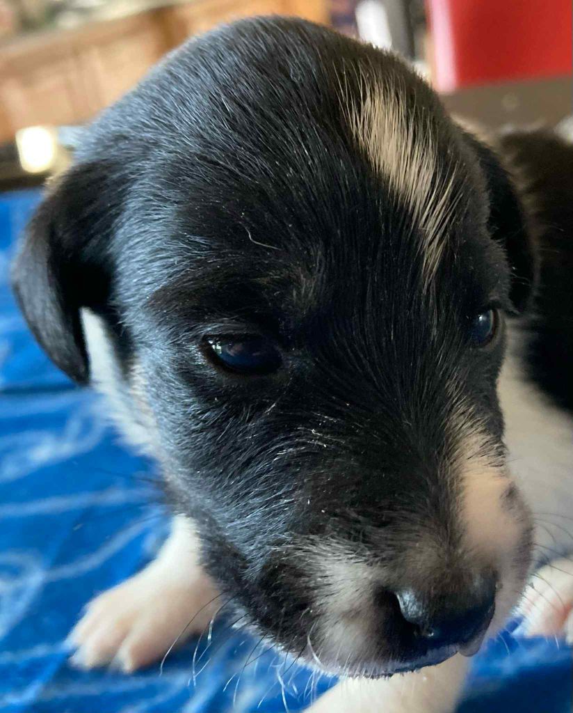 du Manoir Saint Adrien - Chiots disponibles - Fox Terrier Poil lisse