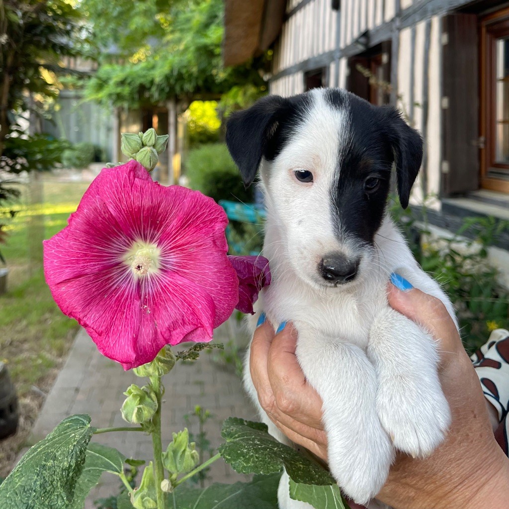 du Manoir Saint Adrien - Chiots disponibles - Fox Terrier Poil lisse