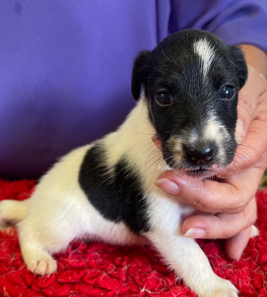 du Manoir Saint Adrien - Chiots disponibles - Fox Terrier Poil lisse