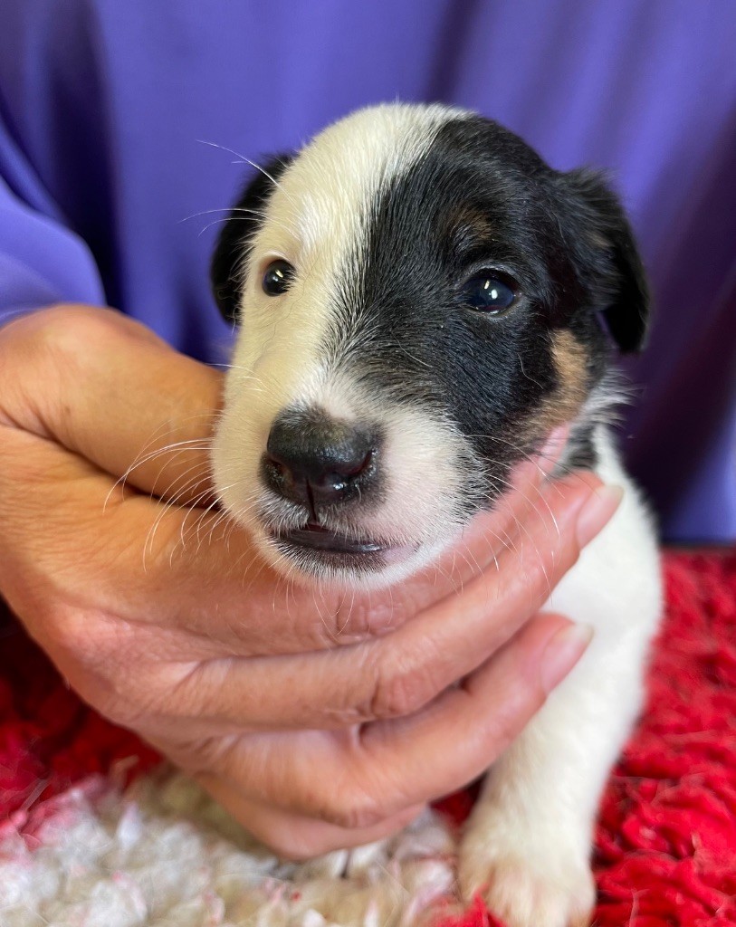 du Manoir Saint Adrien - Chiots disponibles - Fox Terrier Poil lisse