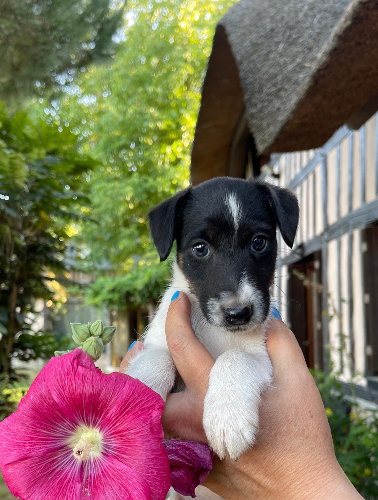 du Manoir Saint Adrien - Chiots disponibles - Fox Terrier Poil lisse
