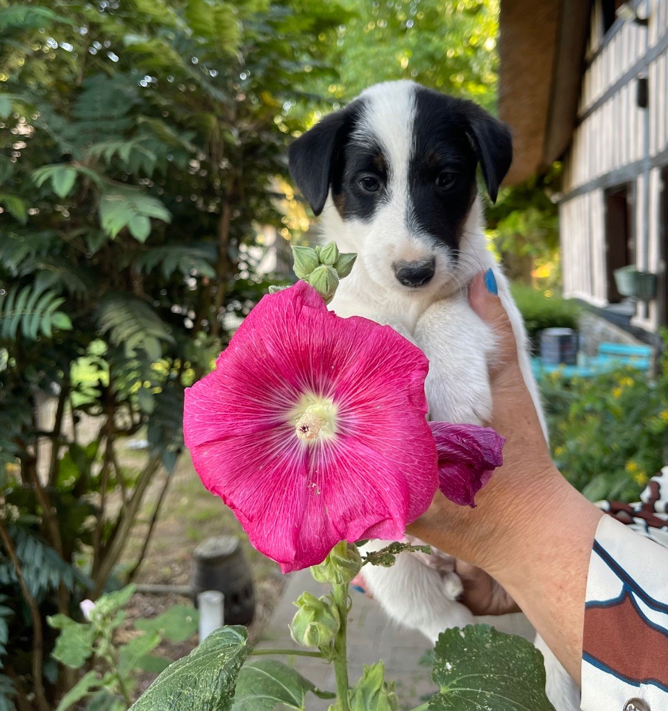 Chiot Fox Terrier Poil lisse du Manoir Saint Adrien